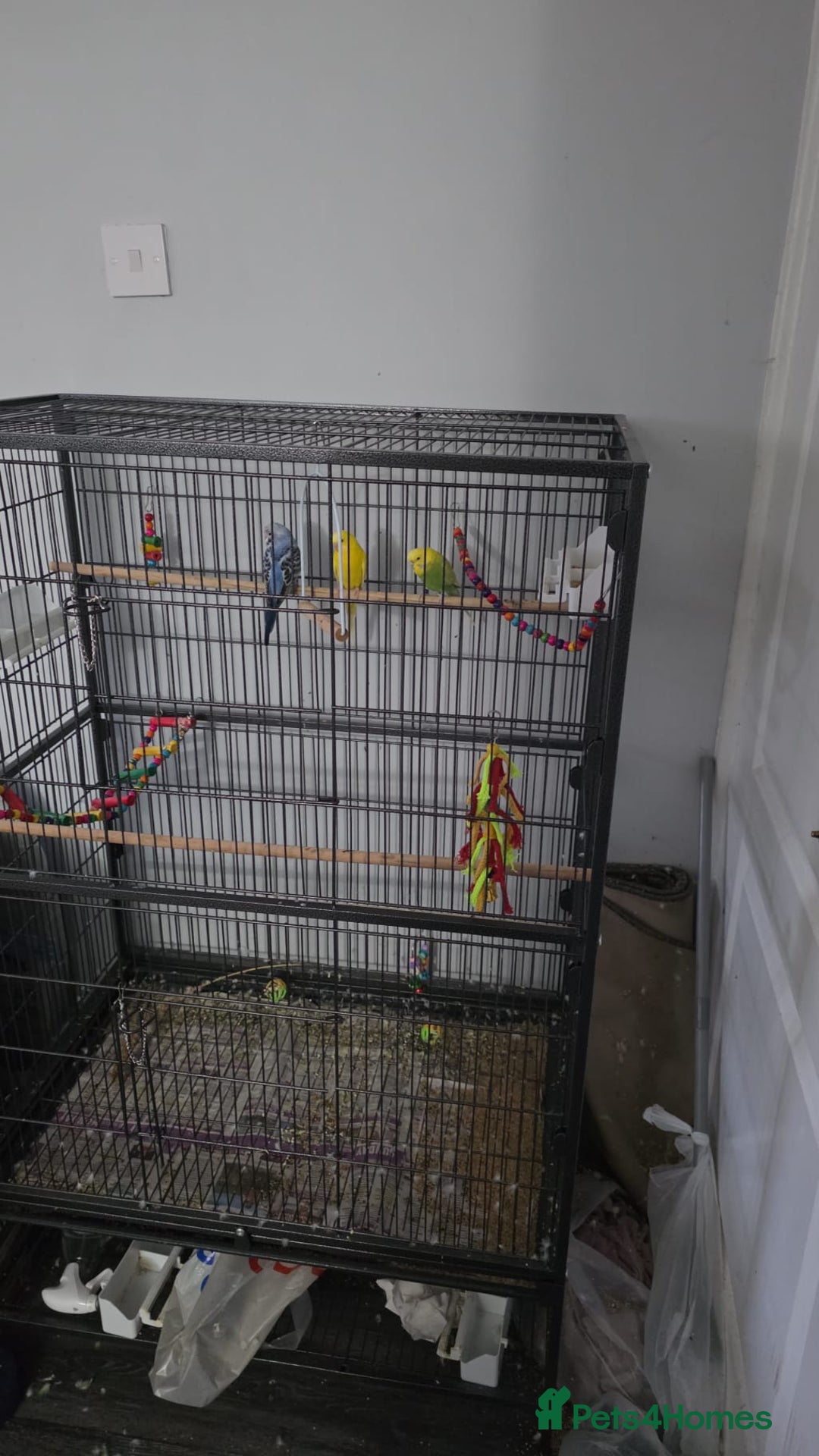 Budgerigars birds for sale: 3 male budgerigars.  - Advert 2