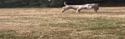 American Bully dogs for stud: American Bully for stud in Llanwrda - Advert 2