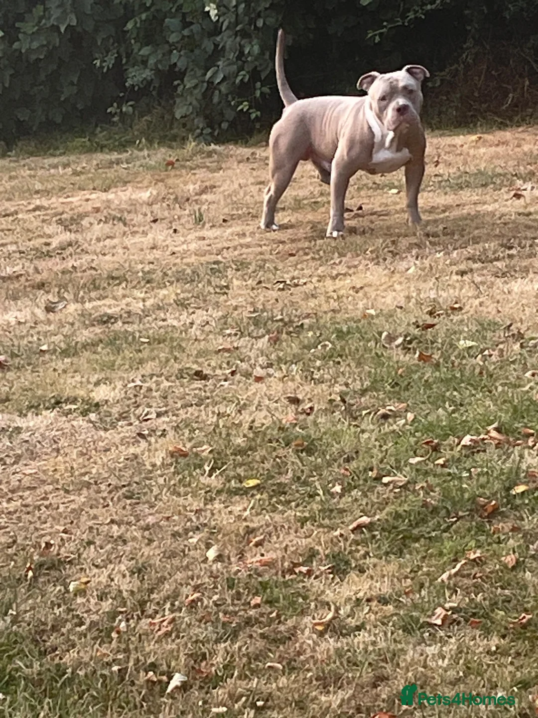 American Bully dogs for stud: American Bully for stud in Llanwrda - Advert 2