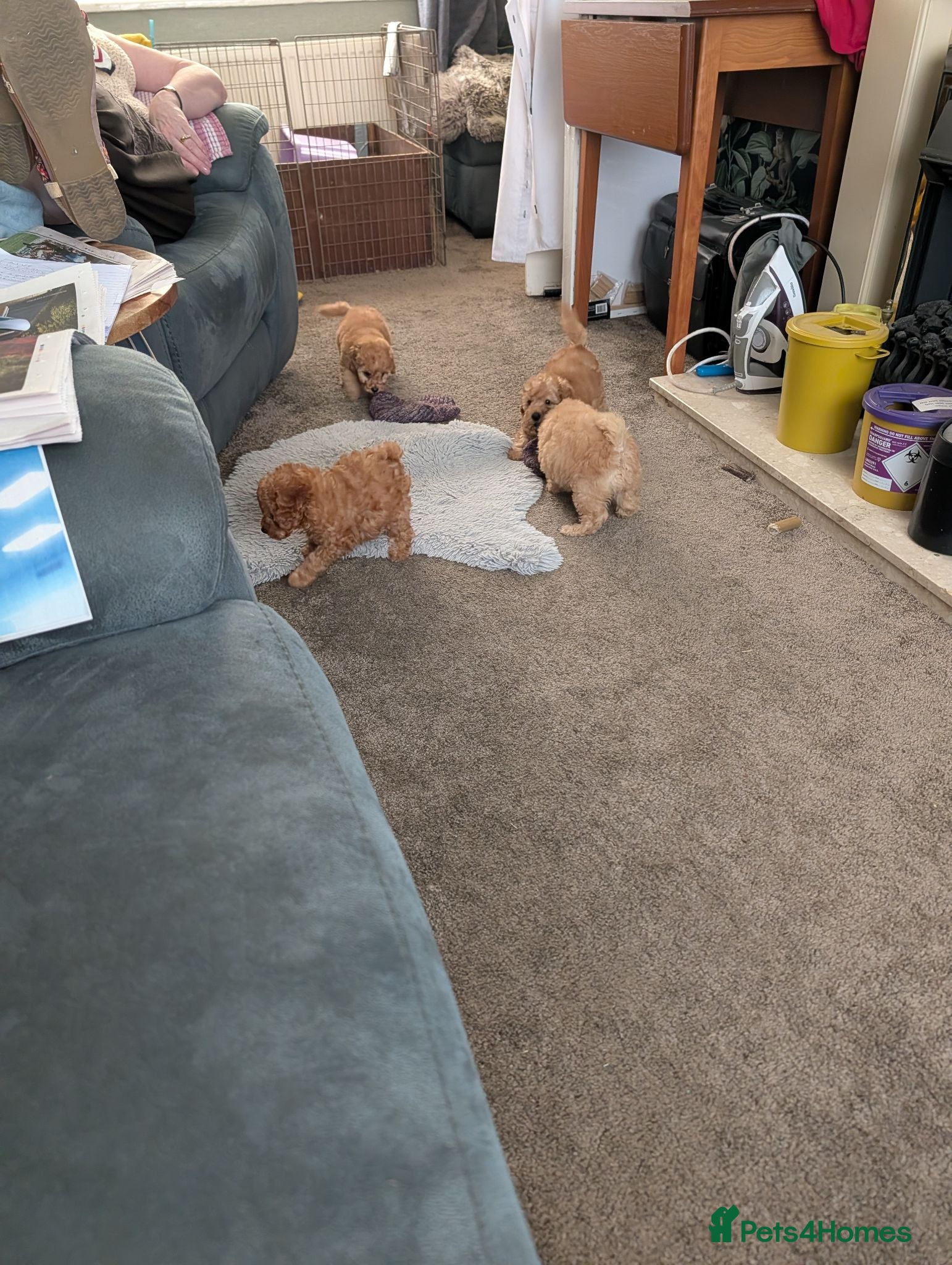 Toy Poodle dogs Toy poodles Maggies puppies  - Advert 3
