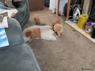 Toy Poodle dogs Toy poodles Maggies puppies - Advert 3