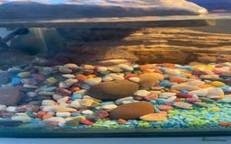 Turtle reptiles for sale: Musk turtle  - Image 4