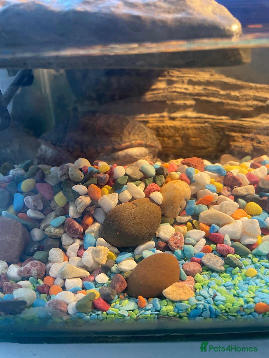 Turtle reptiles for sale: Musk turtle  - Image 4