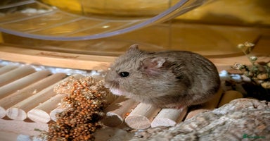 Hamster rodents - Advert 5