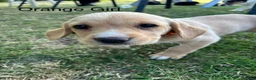 Cockerdor dogs for sale: 1 BEAUTIFUL COCKERDOR LEFT TO FIND FOREVER HOME - Advert 16