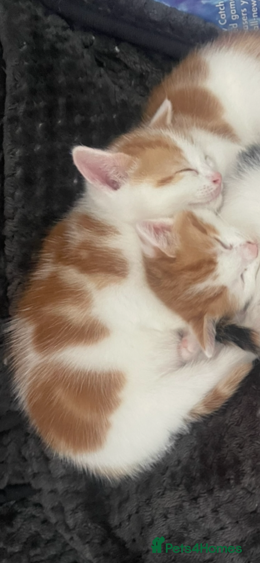 Mixed Breed cats for sale: Beautiful ginger and white kittens - Image 10