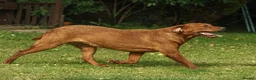 Labrador Retriever dogs for sale: Fox Red Labrador Puppies For Sale - Advert 5