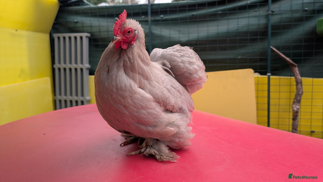 Chickens poultry for sale: 7 mixed bantams hens, polish, pekin and more - Image 7