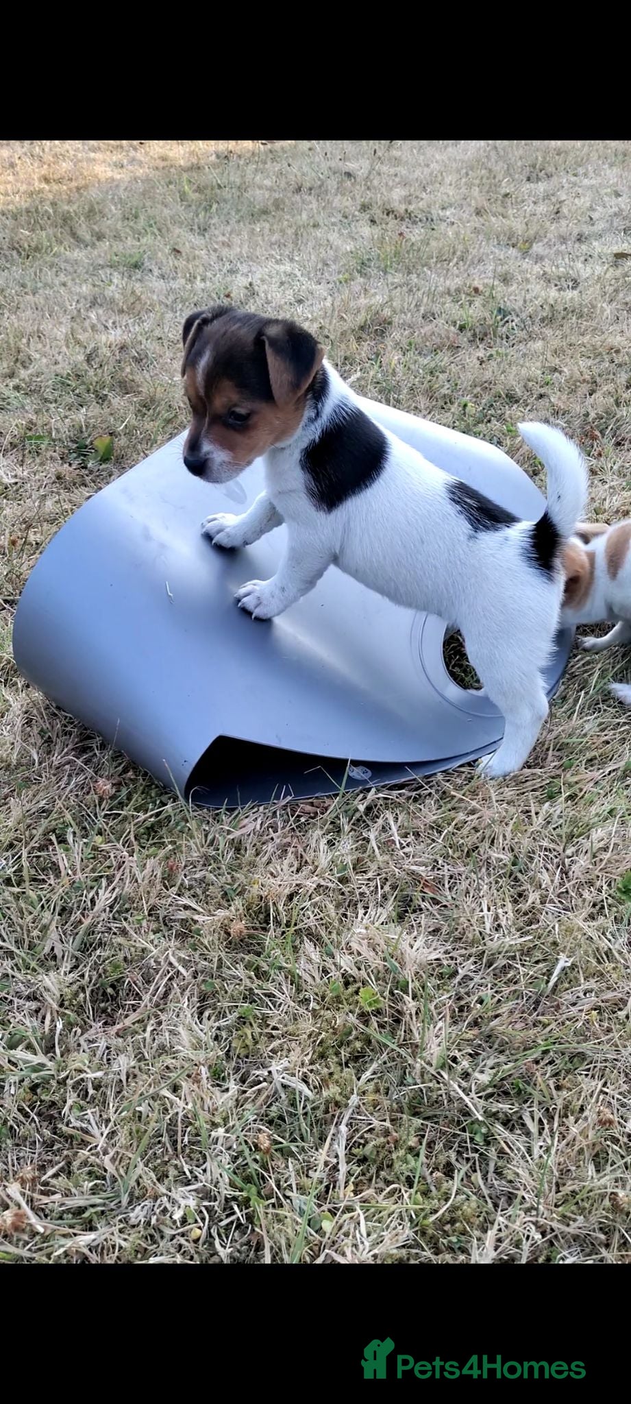 Jack Russell dogs Hi out there, anybody looking for me!  - Advert 1