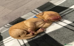 Labrador Retriever dogs for sale: Fox Red Lab Pups 🐶🩵 - Image 10