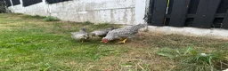 Chickens poultry for sale: Chickens  in Barnsley - Advert 2