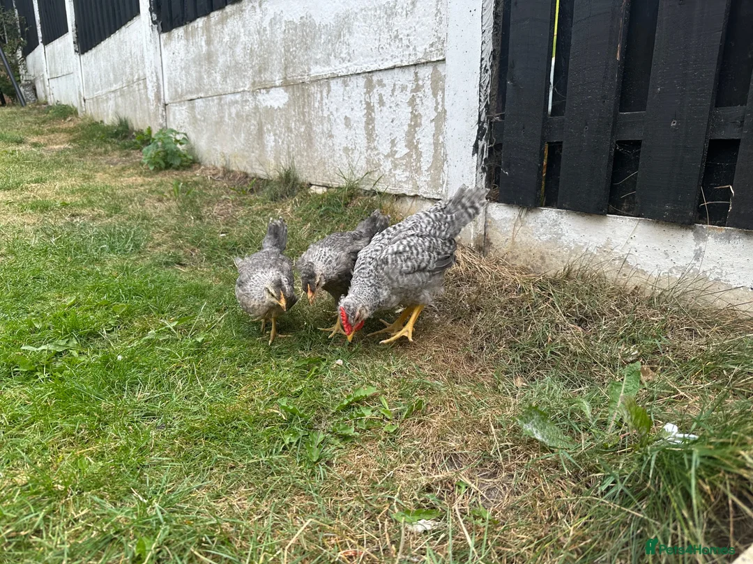 Chickens poultry for sale: Chickens  in Barnsley - Advert 2