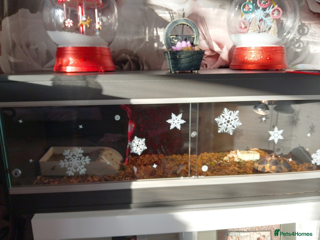 Tortoise reptiles for sale: Tortoise and set up for sale - Advert 2