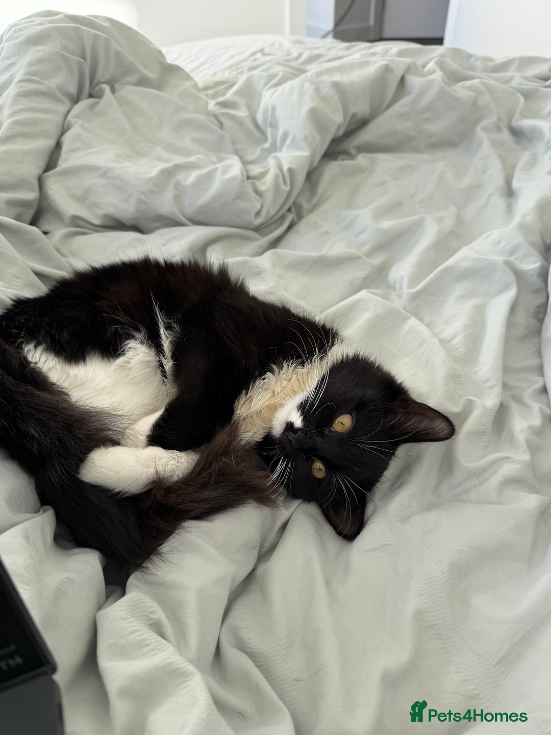 British Shorthair cats for sale: kitten for sale  - Advert 8