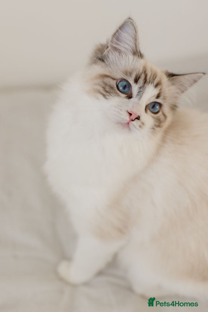 Ragdoll cats Ragdoll princess looking for her forever home - Advert 1
