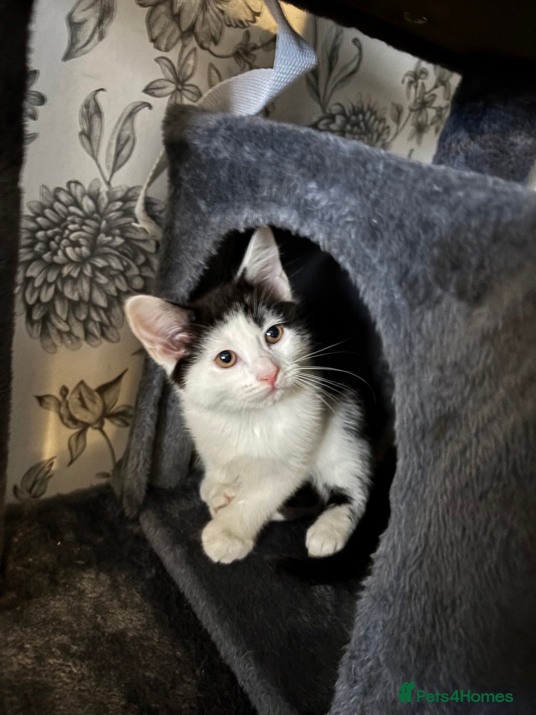 Mixed Breed cats for sale: Kittens for sale  - Advert 3