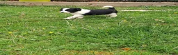 Mixed Breed dogs for sale: Lovely Sprollie Puppies  - Advert 6