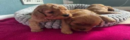 Cavapoo dogs for sale: Cavapoo Puppies - Advert 4