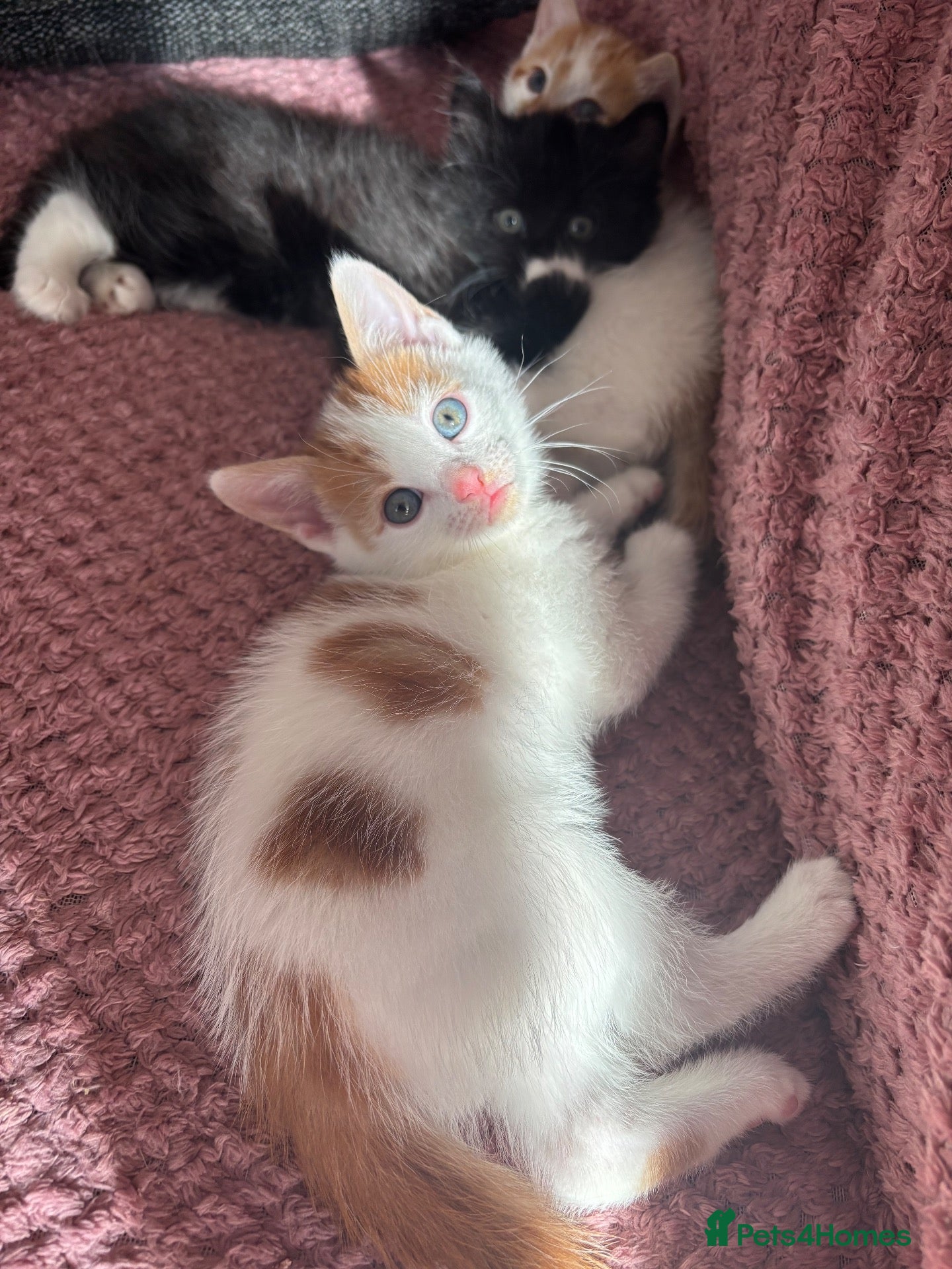 Ragdoll cats Gorgeous ragdoll cross kittens  - Advert 1