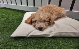 Cockapoo dogs for sale: 🐾STUNNING F1 COCKERPOOS HEALTH TESTED PARENTS 🐾 - Image 4