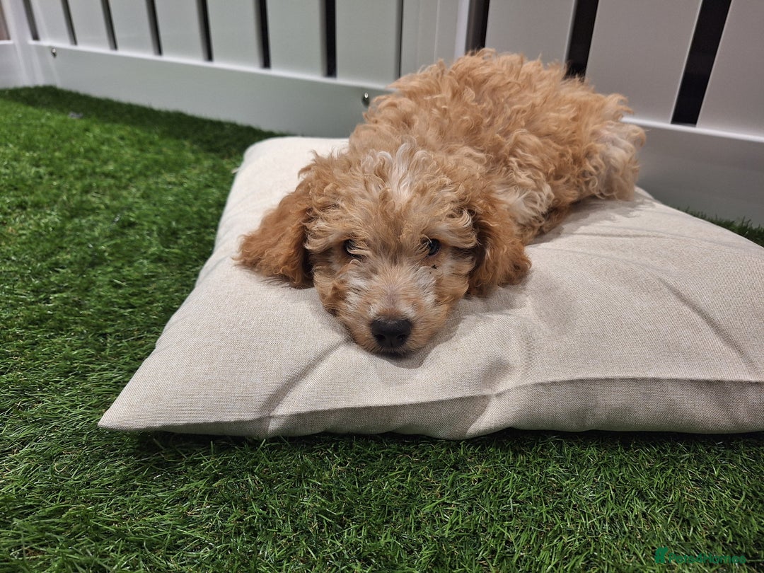 Cockapoo dogs for sale: 🐾STUNNING F1 COCKERPOOS HEALTH TESTED PARENTS 🐾 - Image 4