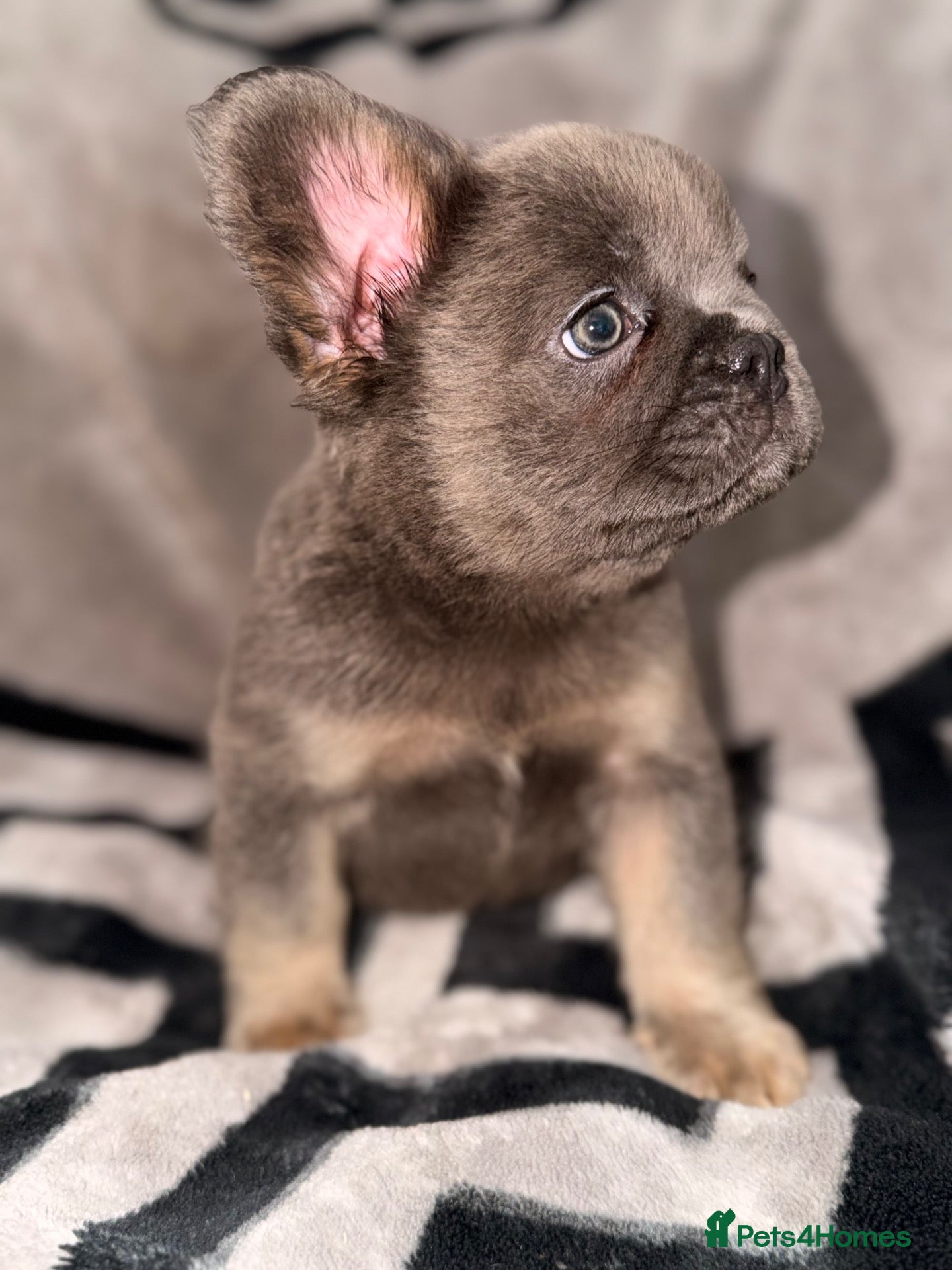 French Bulldog dogs 1 boy left blue and tan frenchie ready to leave - Advert 2