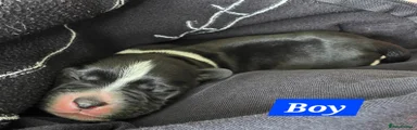 Puppy 7 (Boy)