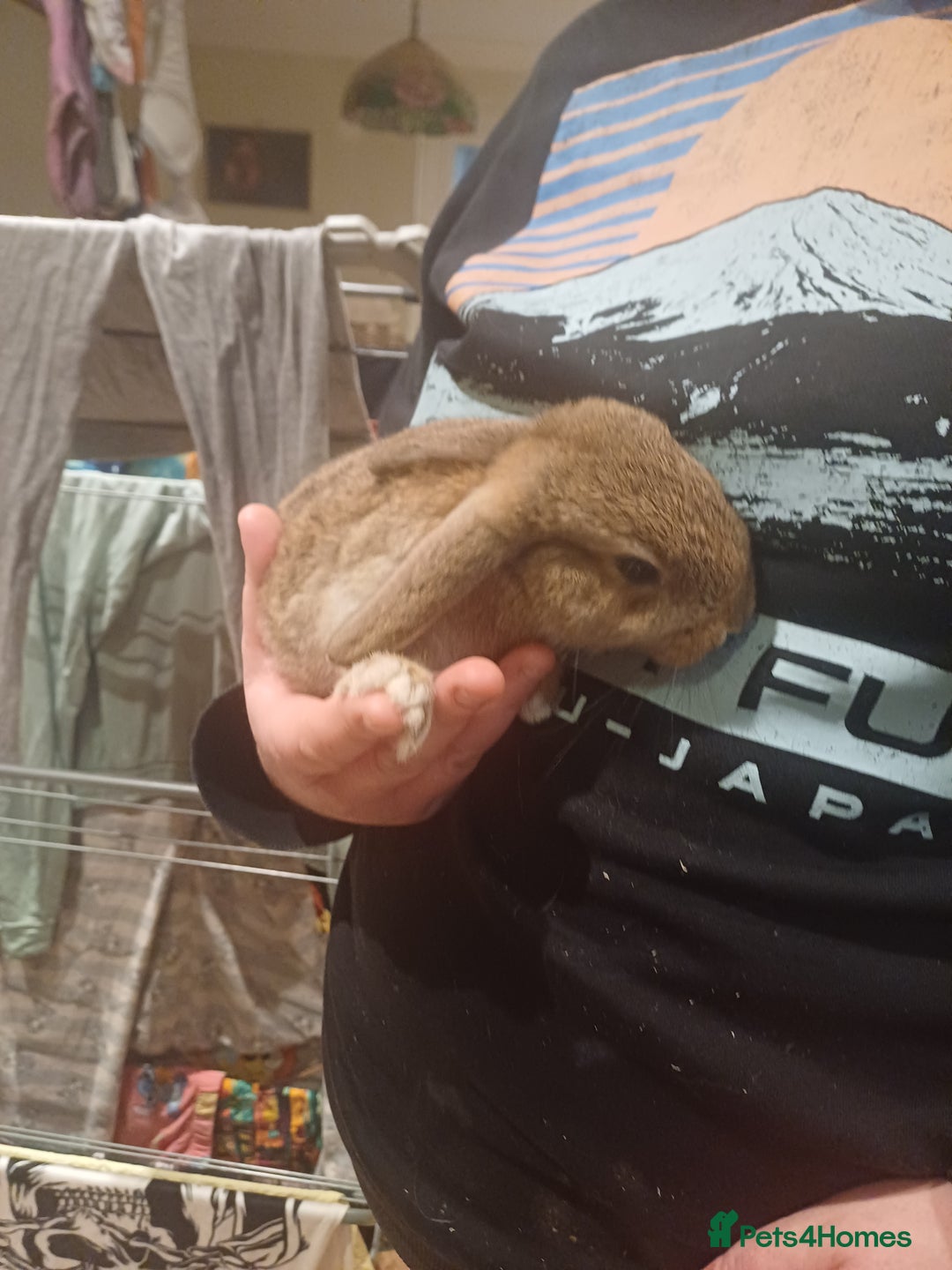 Mini Lop rabbits for sale: 1 Cute Baby Female Mini Lop X Rabbit - Image 2