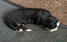 Bernedoodle dogs for sale: One Male - Image 2