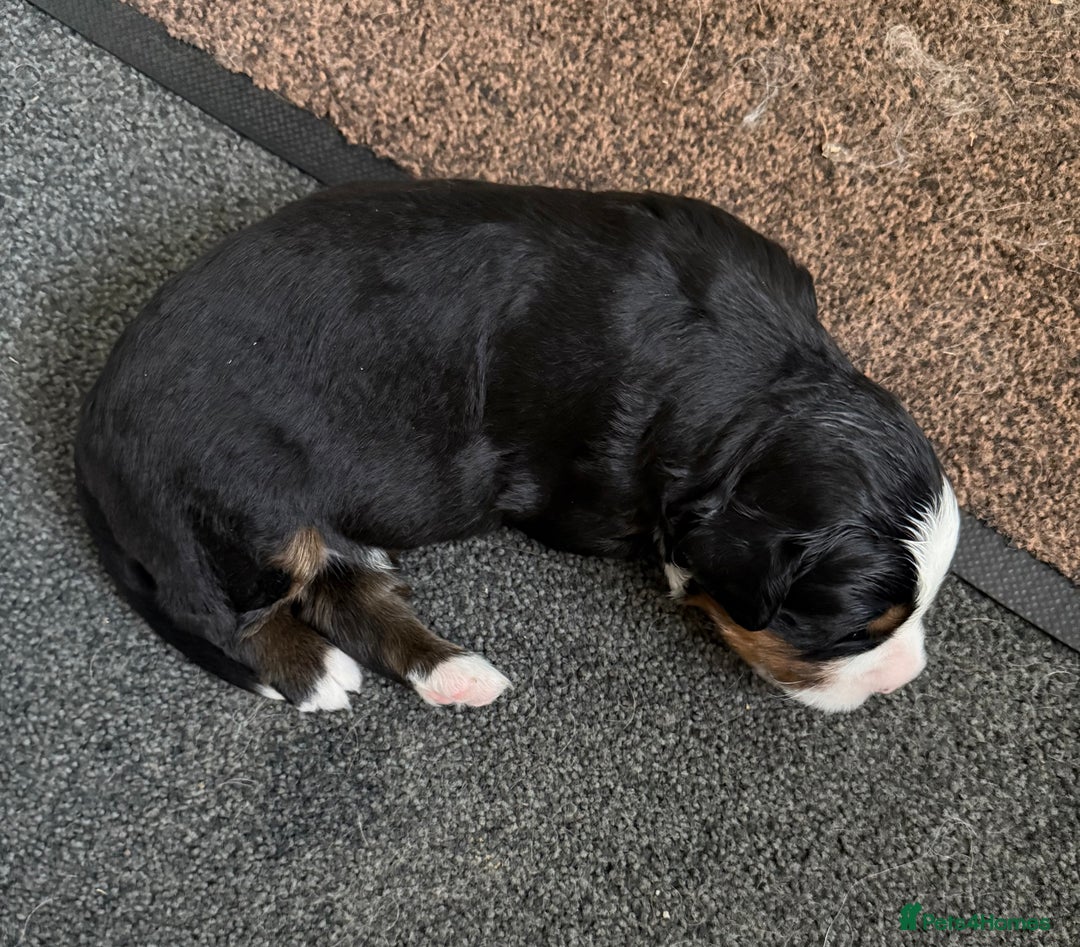 Bernedoodle dogs for sale: One Male - Image 2