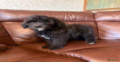 Mixed Breed dogs - Advert 14