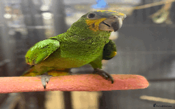 Parrots birds for sale: Gorgeous hand-reared Orange Winged Amazon - Image 3