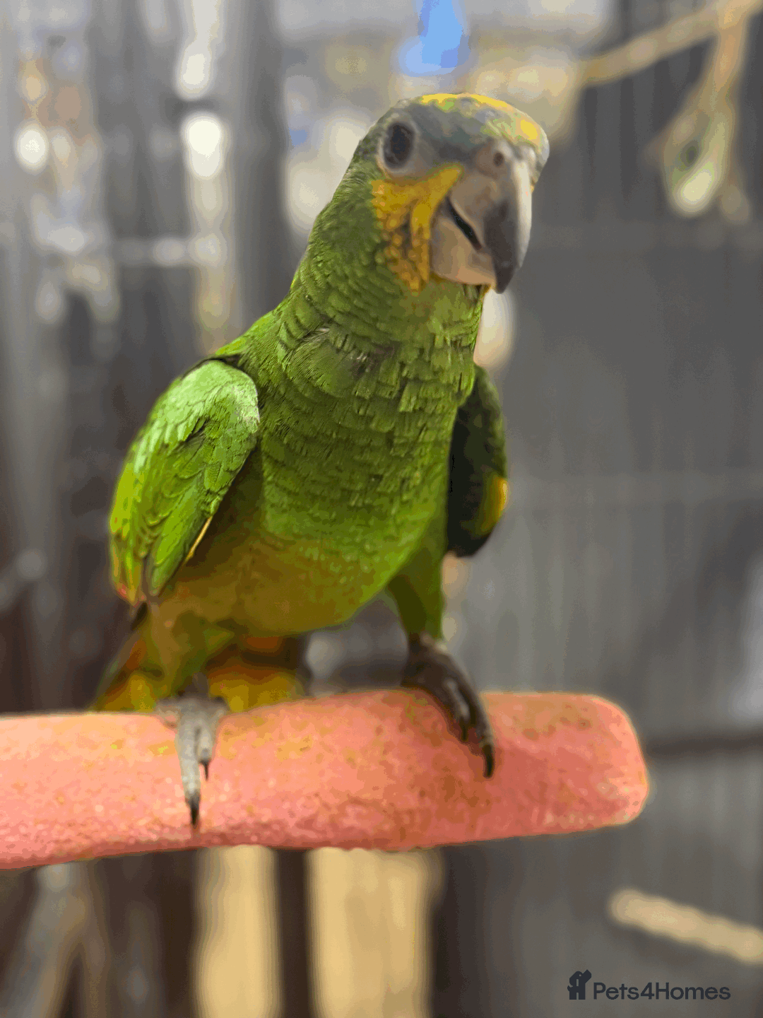 Parrots birds for sale: Gorgeous hand-reared Orange Winged Amazon - Image 3