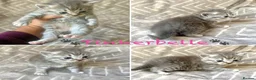 Mixed Breed cats for sale: British Blue/Silver Tabby Babies - Advert 2