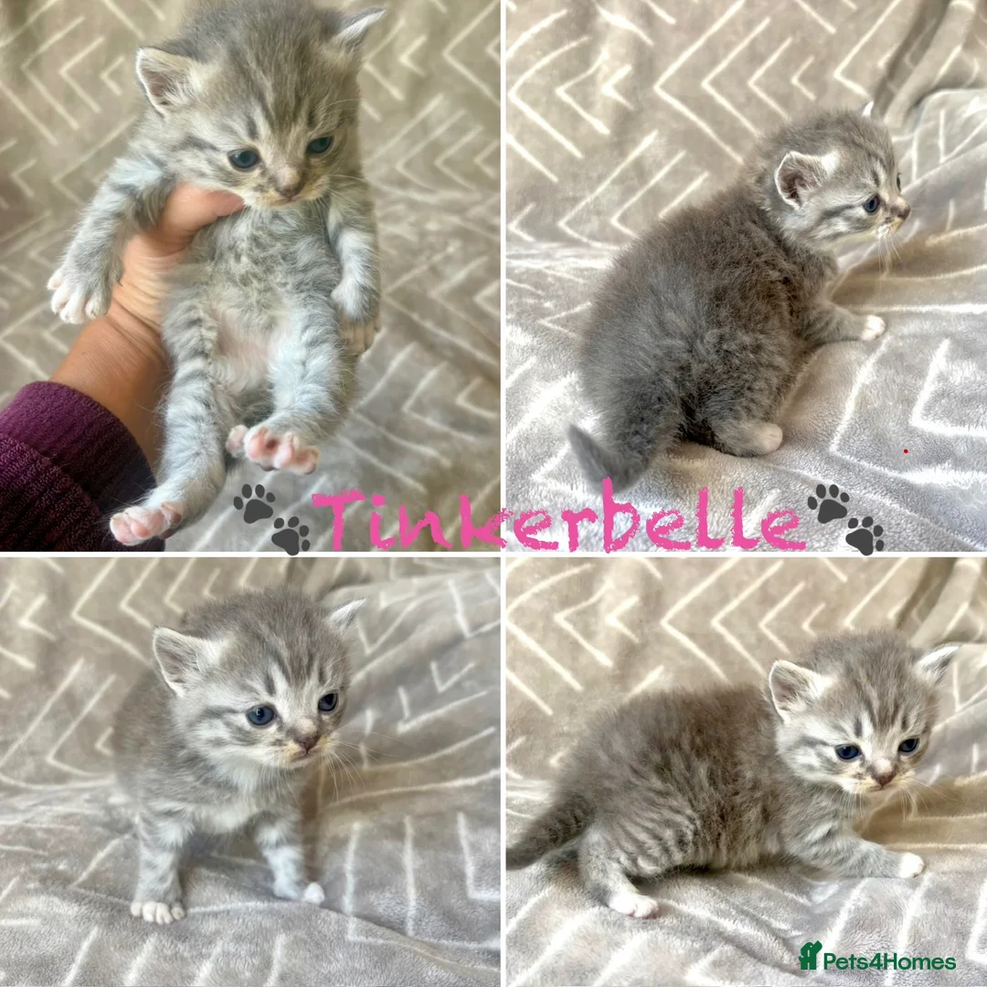 Mixed Breed cats for sale: British Blue/Silver Tabby Babies - Advert 2