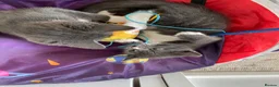 Mixed Breed cats for sale: Grey boy and girl ready for their forever homes - Advert 8