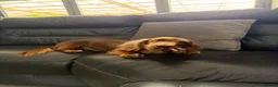 Miniature Dachshund dogs for sale: Longhaired Miniature Dachshund  - Advert 5