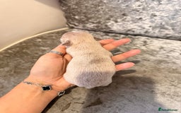 Chihuahua dogs for sale: 🩷Chihuahua puppies Thai genes🩷 - Image 22