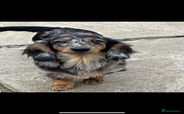 Miniature Dachshund dogs Kc miniature dachshund adult females  - Advert 11