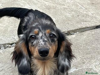 Miniature Dachshund dogs Kc miniature dachshund adult females - Advert 2