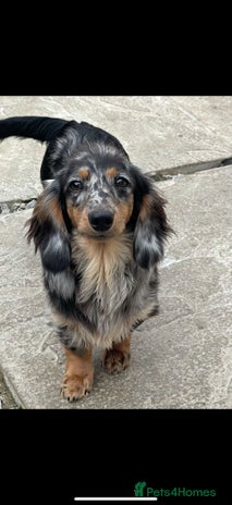 Miniature Dachshund dogs Kc miniature dachshund adult females - Advert 11