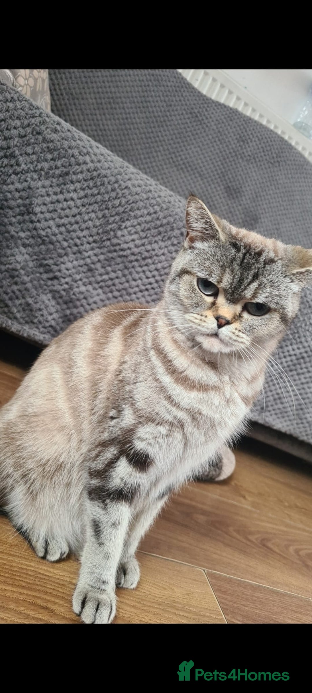 British Shorthair cats for sale: Beautiful kittens. - Advert 11