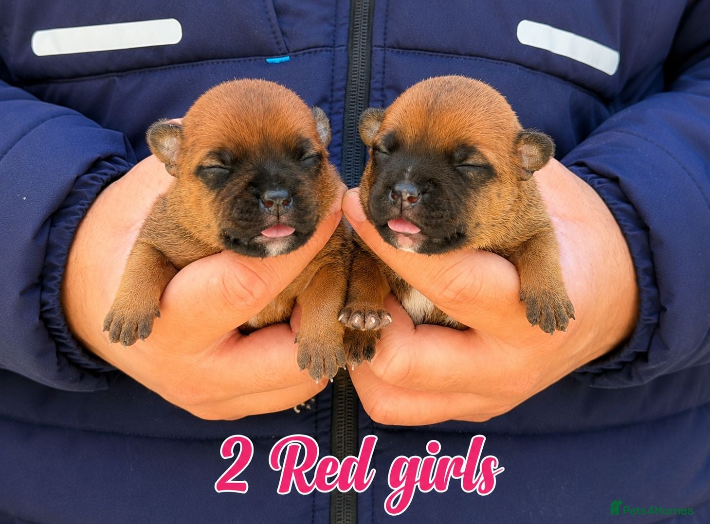 Staffordshire Bull Terrier dogs 🏆 Top Quality KC Staffy Puppies Available 🏆 - Advert 1