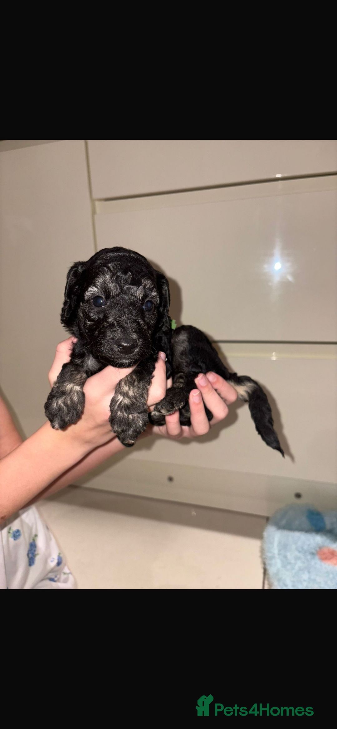 Miniature Poodle dogs for sale: Miniature Merle poodle puppies 🌈🐶❤️ - Advert 18