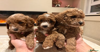 Cavapoo dogs - Advert 6