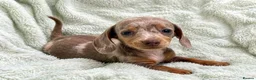 Miniature Dachshund dogs for sale: Fully Vaccinated Mini Dax Pups READY TO LEAVE in Southampton - Advert 1
