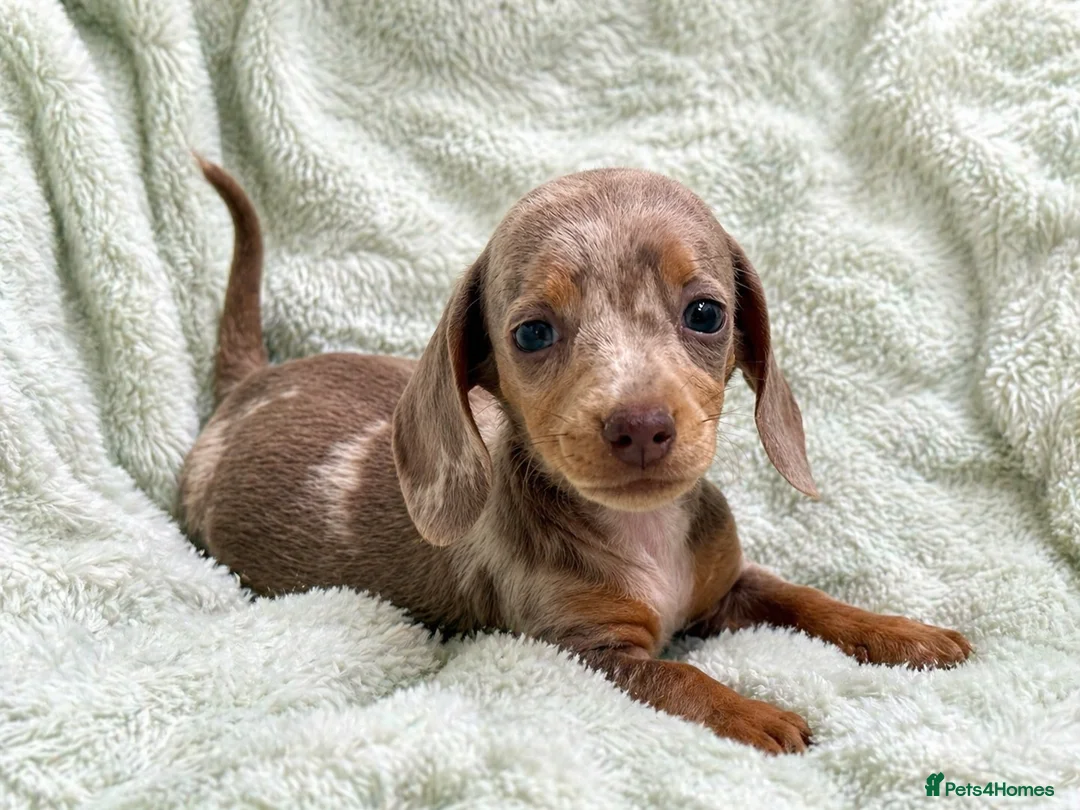 Miniature Dachshund dogs for sale: Fully Vaccinated Mini Dax Pups READY TO LEAVE in Southampton - Advert 1