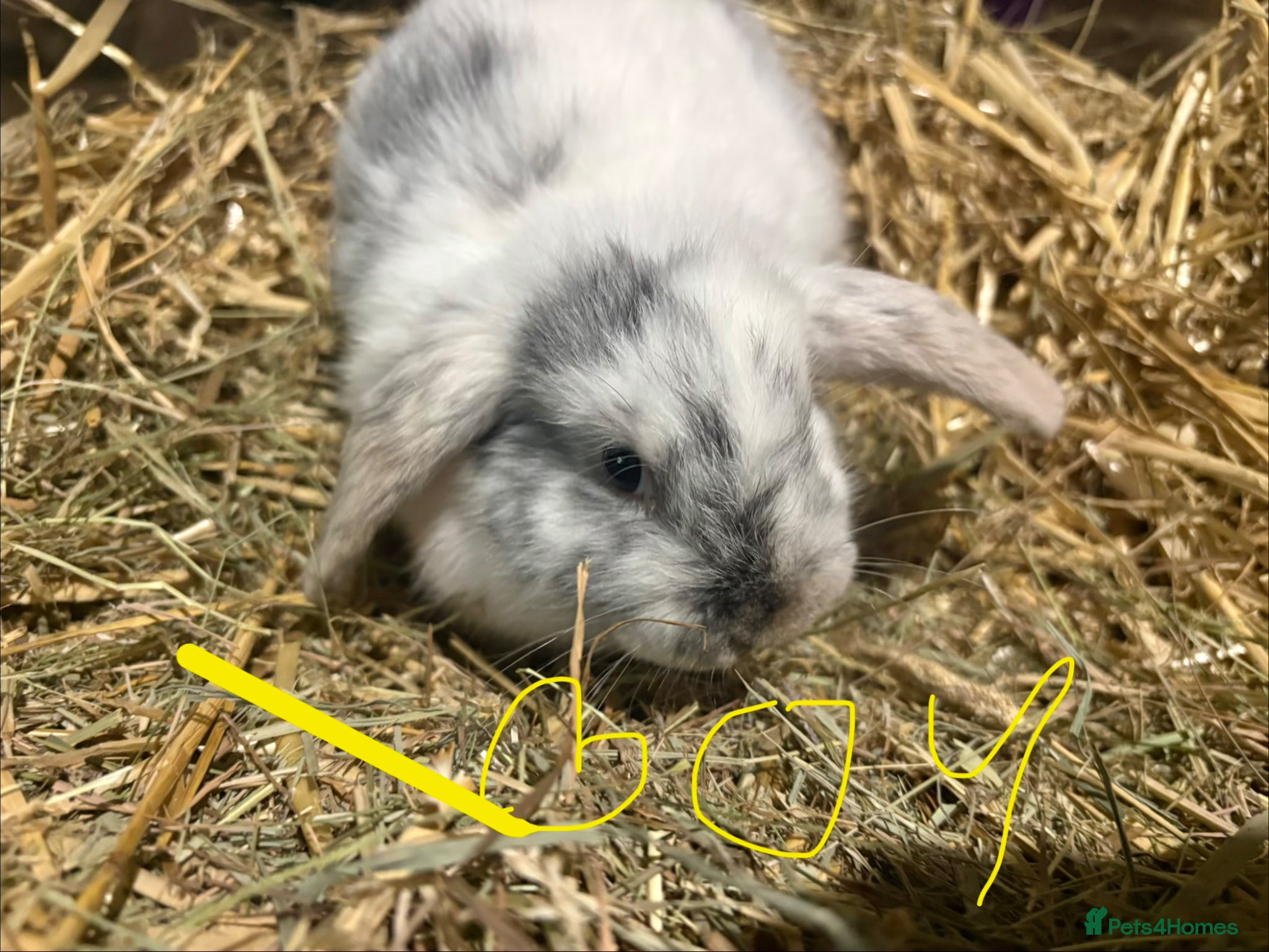 Mini Lop rabbits Gorgeous mini lop babies  - Advert 18