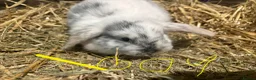 Mini Lop rabbits for sale: Gorgeous mini lop babies  - Advert 2
