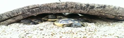 Hermann Tortoise reptiles for sale: Eastern Hermanns Tortoise 🐢  - Advert 3